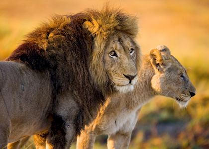 Black maned lion