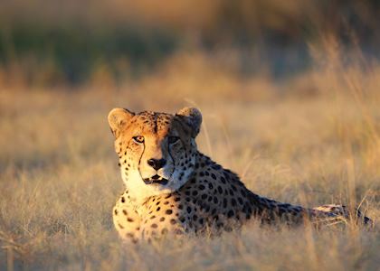 Cheetah on the plains