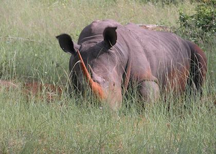 Rhino, Mosi Ao Tunya National Park, Livingstone