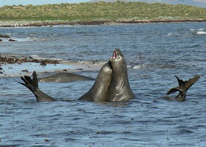 Elephant Seals, Carcass Island, The Falkland Islands