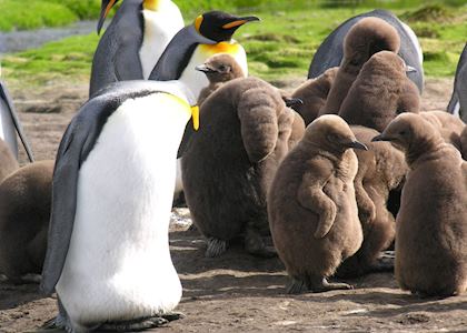 King Penguins at Volunteer Point