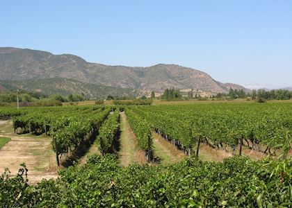 The Chilean Wine Region