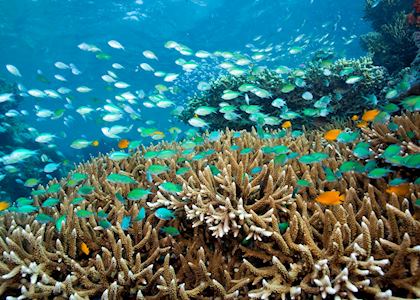 Menjangan island reef