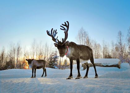 Reindeer