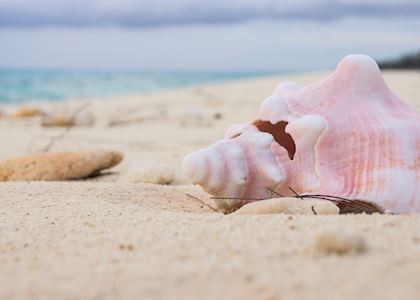 Conch shell on sand 