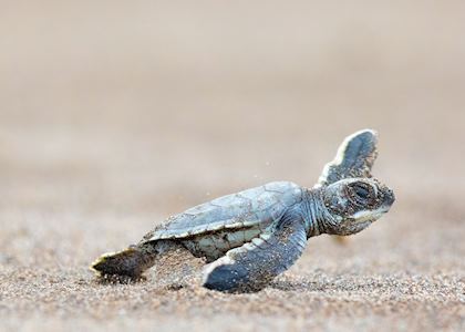 Baby turtle in Tortuguero National Park