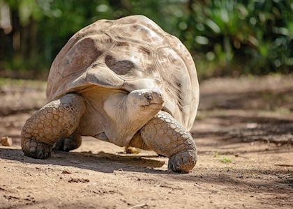 Galapagos giant tortoise
