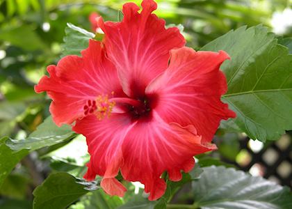 Hibiscus Flower, the Cook Islands