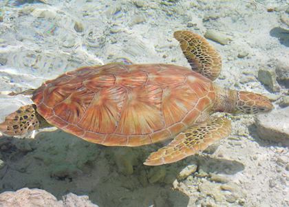 Green turtle, Bora Bora