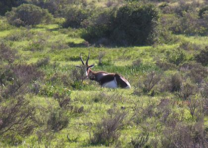 Eland, De Hoop Nature Reserve