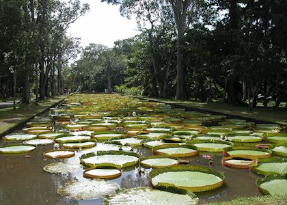 Pamplemousses Botanical Gardens, Mauritius