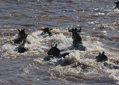 Zebra & wildebeest crossing the Mara River