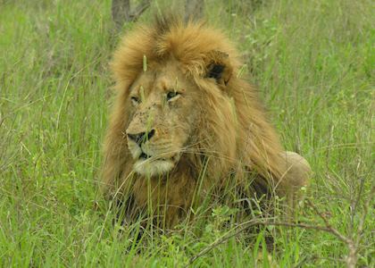 Lion in the Reserve
