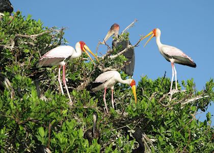 Storks, Botswana