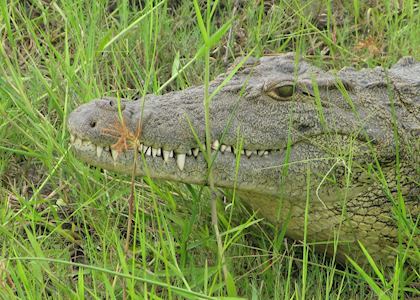 Crocodile, Chobe National Park, Botswana