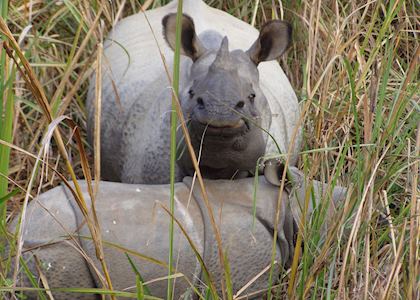 One horned rhino, Bardia National Park, Nepal