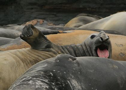 Elephant seals, Sea Lion Island