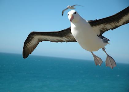 Black browed albatross, West Point Island, the Falklands