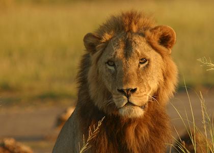 Lion in Amboseli National Park