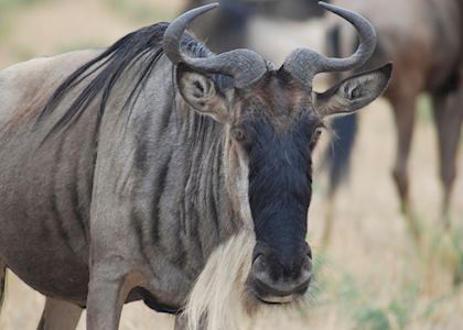 Wildebeest in the Masai Mara