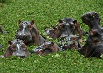 Hippo in the Okavango Panhandle