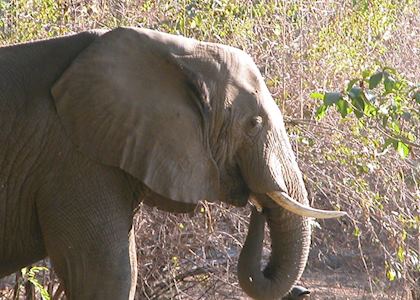 Elephant, The Niassa Reserve