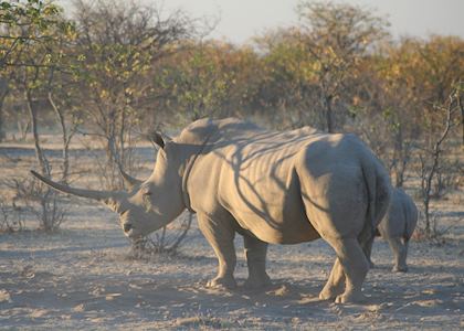 White rhino, Ongava reserve