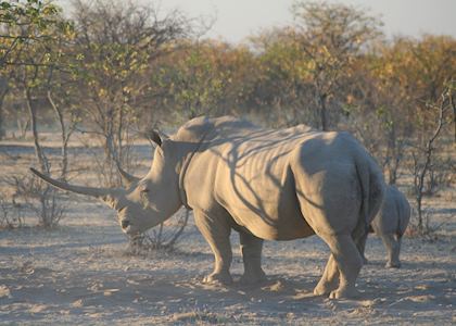 White rhino seen from Ongava Tented Camp
