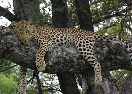 Leopard in the Kwando Concession