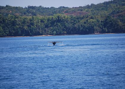 Whale watching in Nosy Be, Madavoile Yacht Charter, Madagascar