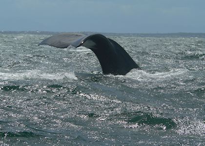 Southern Right Whale