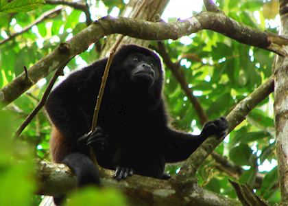 Howler Monkey, Lamanai