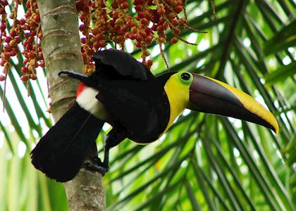Chestnut-mandibled Toucan, Costa Rica
