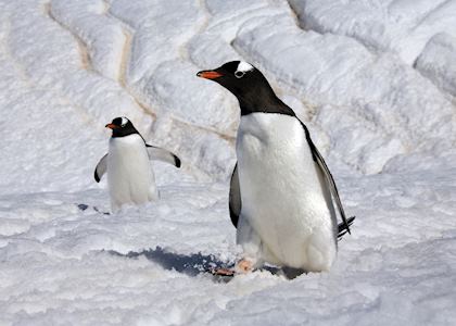 Gentoo penguins