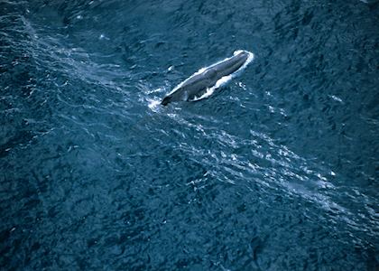 Whale from the air, Kaikoura
