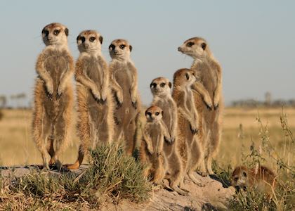 Meerkats