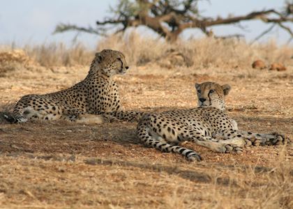 Game-viewing in Lewa Wilderness Conservancy