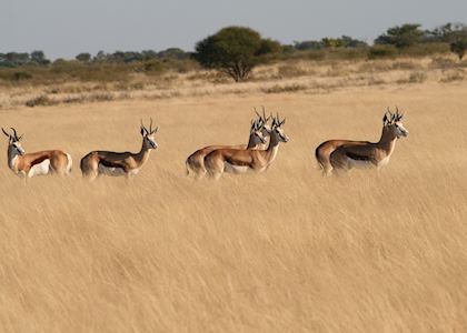 Impala in the Central Kalahari