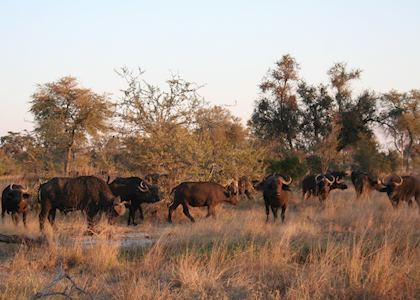 Buffalo Herd, Kwando Concession