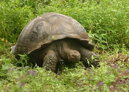 Best Time to Visit The Galapagos Islands | Best Months for Travel ...