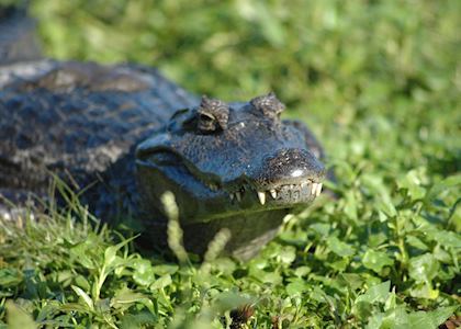 Caiman, Rincon del Socorro