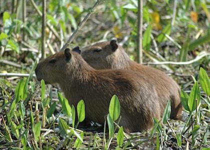 Capybara, Pantanal