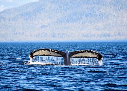 Humpback whale fluke, Princess Royal Island