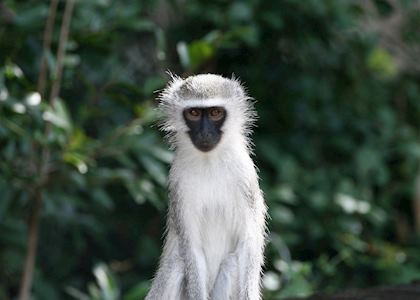 Vervet Monkey, Vilanculos Coastal Reserve