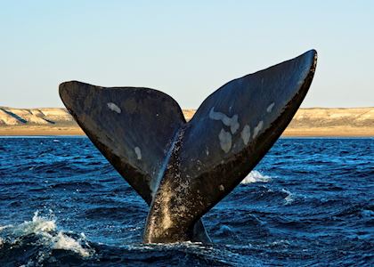 Southern right whale off Península Valdés, Argentina