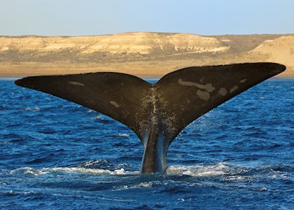Southern right whale off Península Valdés, Argentina