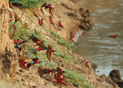 Carmine bee-eaters, South Luangwa National Park