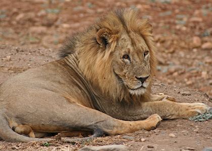 Lion,  Lower Zambezi National Park