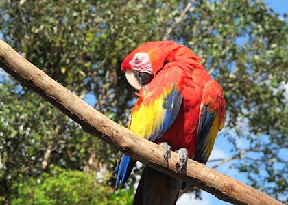 Scarlet Macaw, Costa Rica