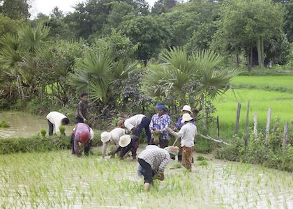 Young Khmer women working in the rice paddies
